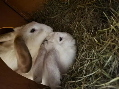 Meanwhile, bunny snuggles uwu