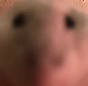 yo mama