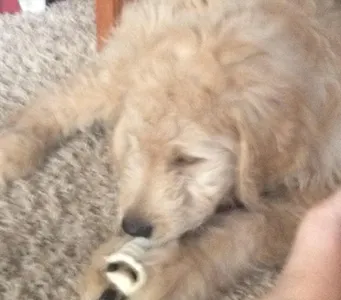 Mah GF's Puppy :3