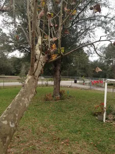 My view from the tree