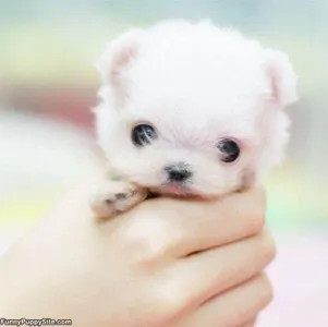 How many of you want a pet but your parents say "no"..;(