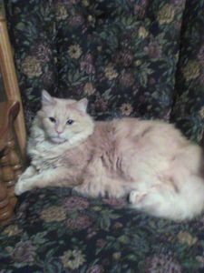 heres 1 of my cats sandstorm