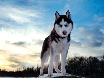 Shasta