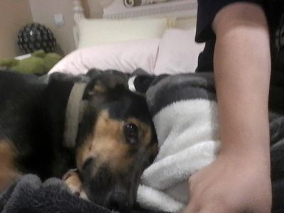 Meet Elvis, my baby <3