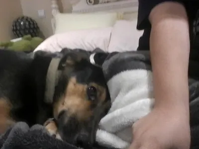 Meet Elvis, my baby <3