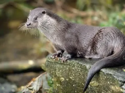 Otter101's Photo