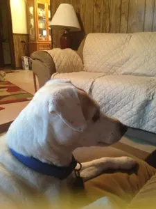 My dog. ♥️