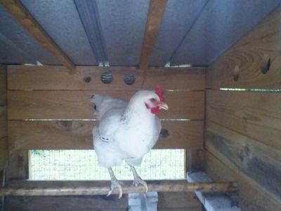 Delaware Hen