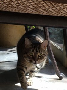 This is my cat. This picture sorta reminds me of the classic wild cat pose.