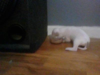 This is Duchess!