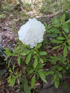 The paper flowers are in bloom