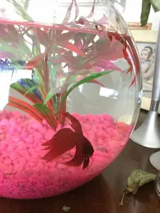 while I was gone from Qfeast I got my own Betta fish! His name is Tamale