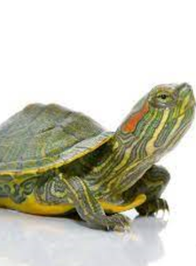 baby red eared sliders>>>>