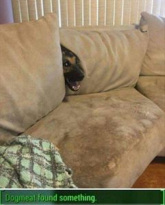 what did you find boy?