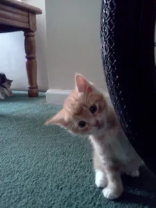 MY KITTY!!! <3
