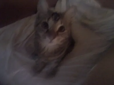 My other cat