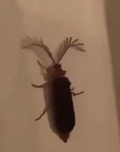 bitch.eyelash.bug