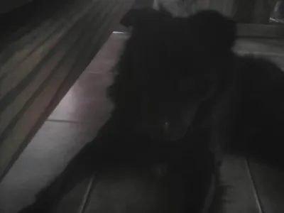 Crazypie360