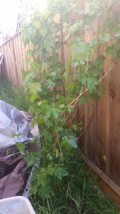 My grapevine