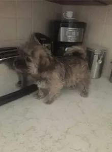 Pookie the pup :3