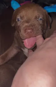 Attack.helicopter's Photo