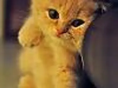 I ish gonna giz yew