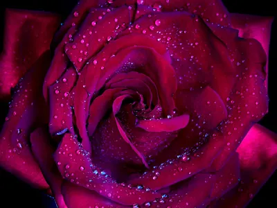 Alex's Rose