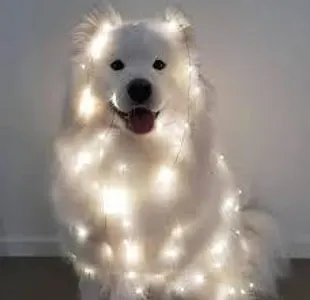 abree