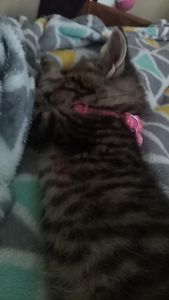 Sleepy5YearOld's Photo