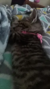 Sleepy5YearOld's Photo