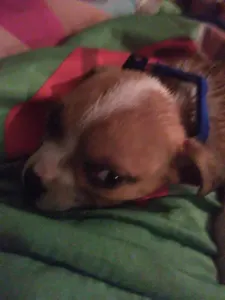 Welp, I got a puppy....Rex/Boy
