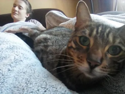 Cat close up