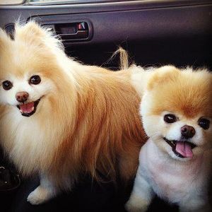 honey's Photo