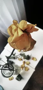 a dying rose~