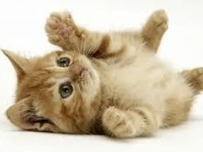 iheartkittens