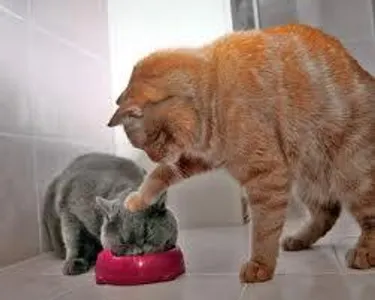 this is what i want to do with my brother when we’e swimming