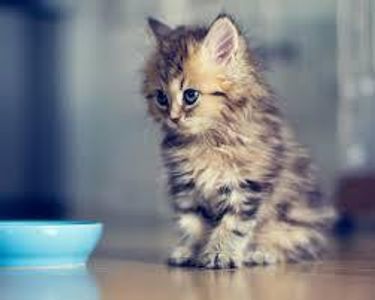catlover000's Photo