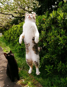 CAT GOD