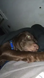 Attack.helicopter's Photo