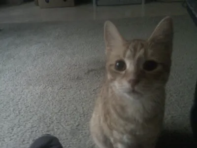 one of my evil yet cute cats