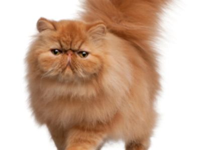 Cutie cat!
