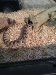 he!!!