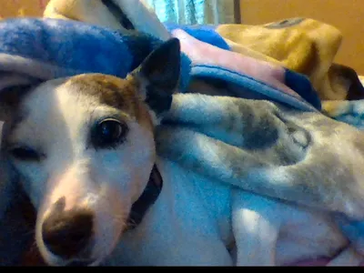 my dogie