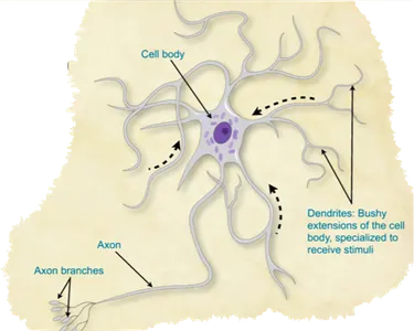 tiarapro1