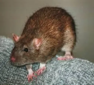 My mascot, Rabies Rat.