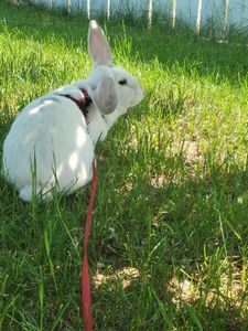 Dusty's first time on a leash, she liked it ^w^