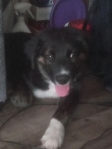 MY NEW PUPPY