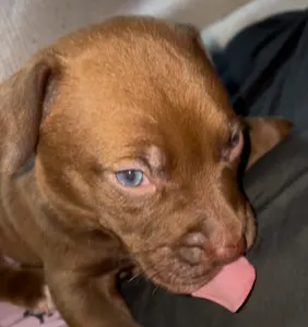 Attack.helicopter's Photo