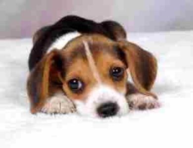 @ShadowTheHedgeHog1 OHMYGURD PUPPER! XD