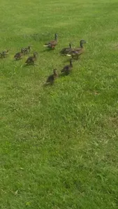 WHOLE LOTTA CUTIES, AAAAAAAAAAA
